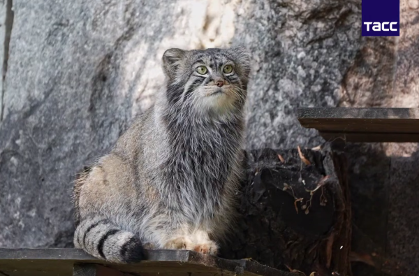 «Зажировка» манула Тимофея из Московского зоопарка стала словарным словом